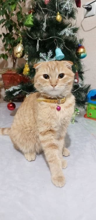 Кошка скотиш фолд 100& — 2