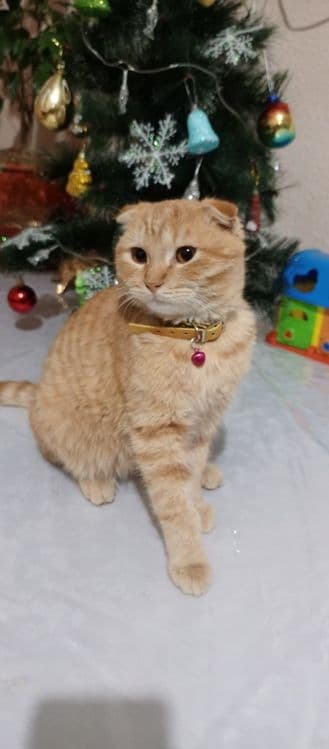 Кошка скотиш фолд 100& — 3