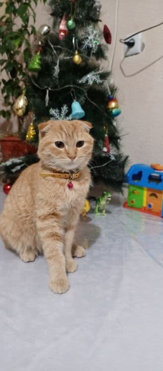 Кошка скотиш фолд 100& — 4