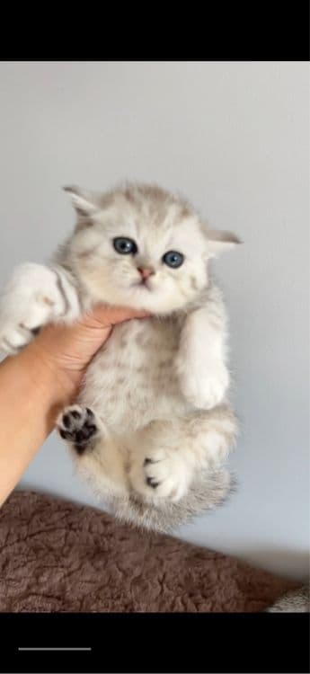 СРОЧНО! Шотландский котенок Серебристая шиншилла! Дешево! — 1