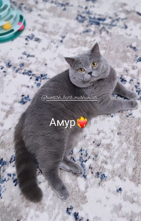 Мушук вязкага сотилмиди  купайтиришга зоти тоза кон британ — 5