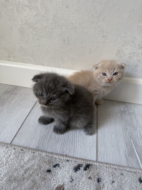 Скоттиш фолд девочка и мальчик — 1