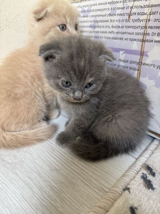 Скоттиш фолд девочка и мальчик — 2