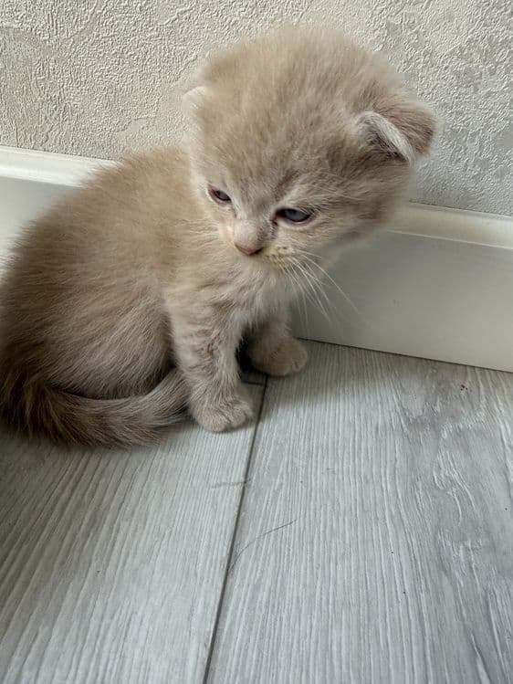 Скоттиш фолд девочка и мальчик — 3