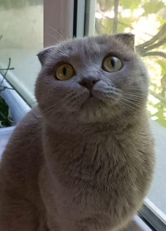 Скотиш Фолд чистая парода девочка — 2