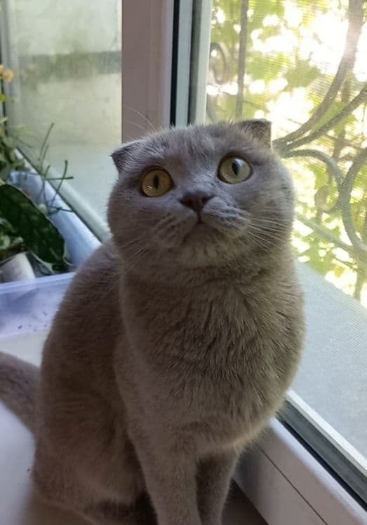 Скотиш Фолд чистая парода девочка — 3