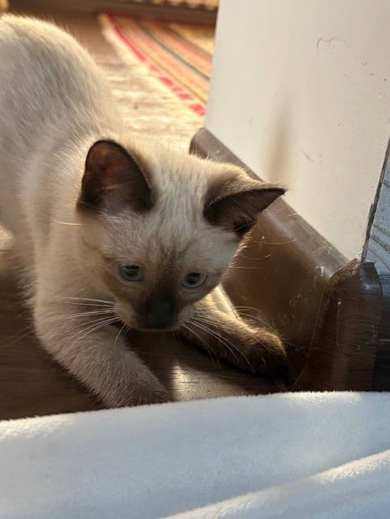 Сиямский котенок  продаю — 1