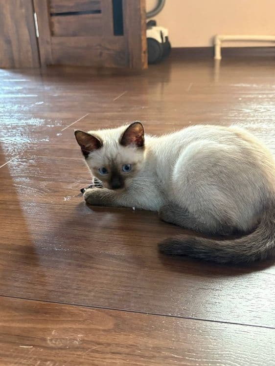 Сиямский котенок  продаю — 2