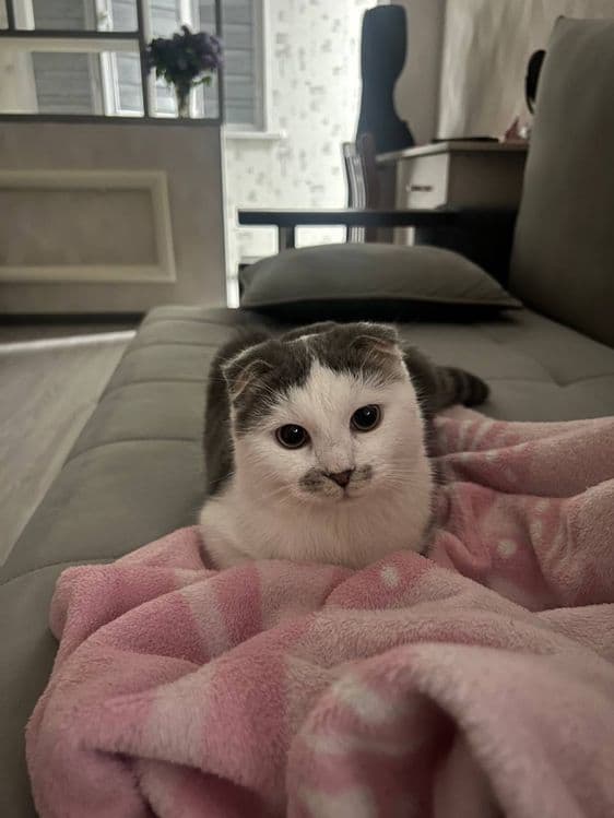 Скотш фолд — 2