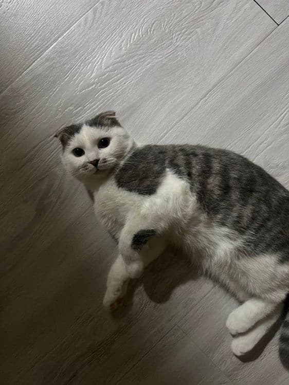 Скотш фолд — 3
