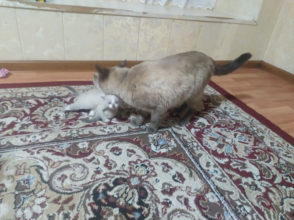 Siyamskiy mushuk bolasi — 3