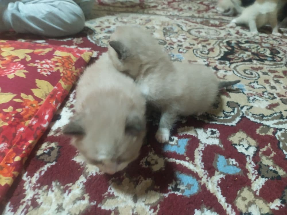 Siyamskiy mushuk bolasi — 4