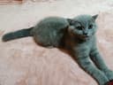 Британский короткошёрстный