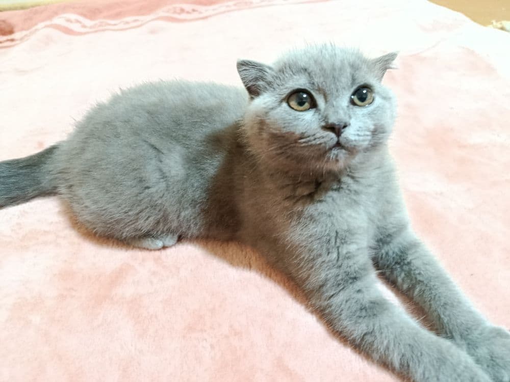 Британский короткошёрстный — 3