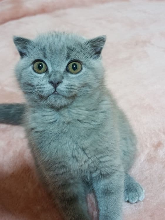 Британский короткошёрстный — 4