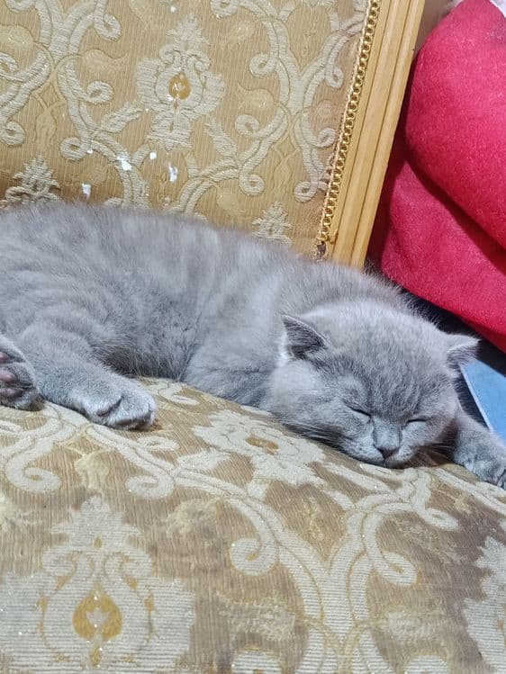 Британский короткошёрстный — 5