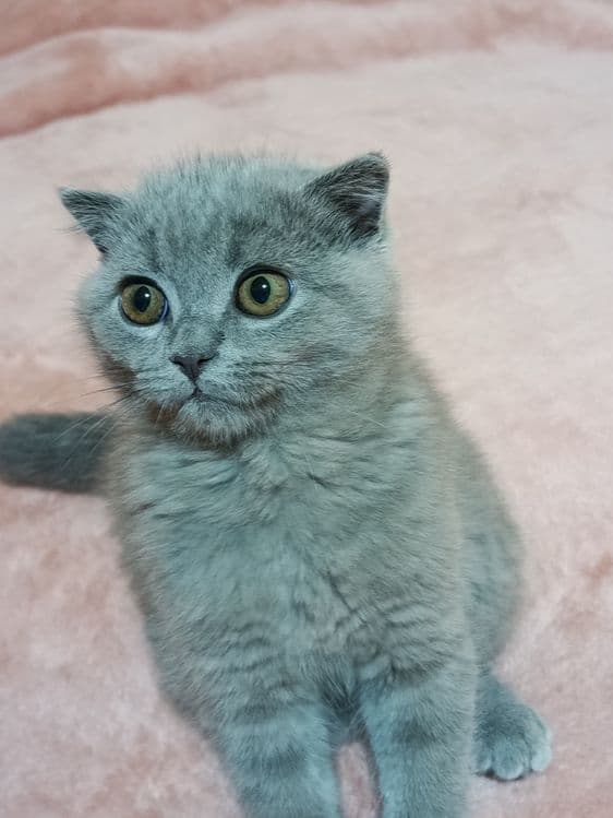 Британский короткошёрстный — 6