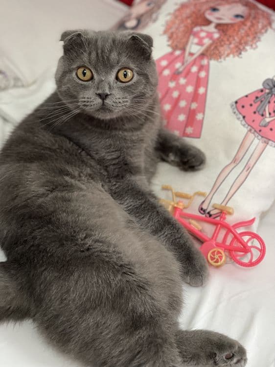 Скоттиш фолд — 1