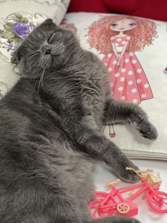 Скоттиш фолд — 2