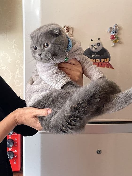 Скоттиш фолд — 3