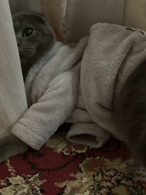 Скоттиш фолд — 4