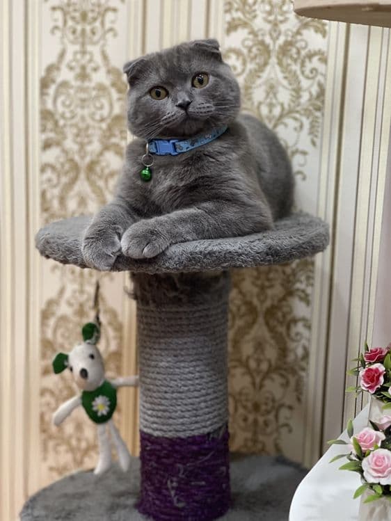 Скоттиш фолд — 5