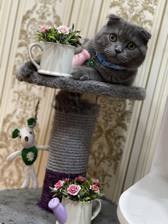 Скоттиш фолд — 6