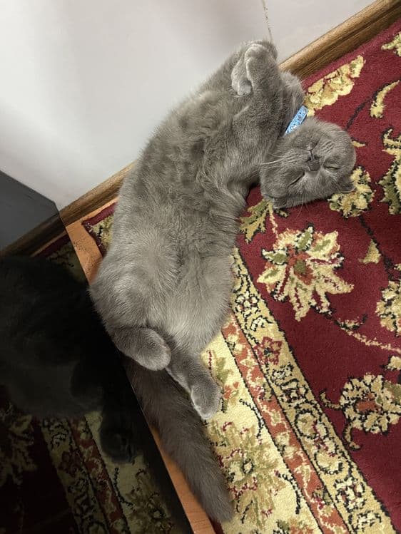 Скоттиш фолд — 7