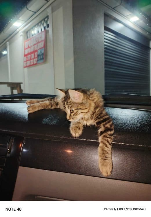 Котёнок Мейкуна 3 месяца мальчик и маленький котёнок девочка срочно — 2