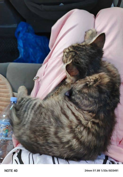 Котёнок Мейкуна 3 месяца мальчик и маленький котёнок девочка срочно — 3