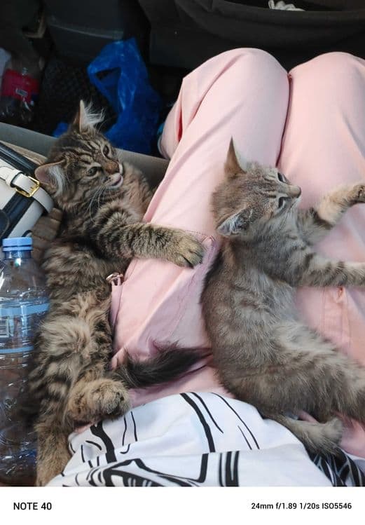 Котёнок Мейкуна 3 месяца мальчик и маленький котёнок девочка срочно — 5