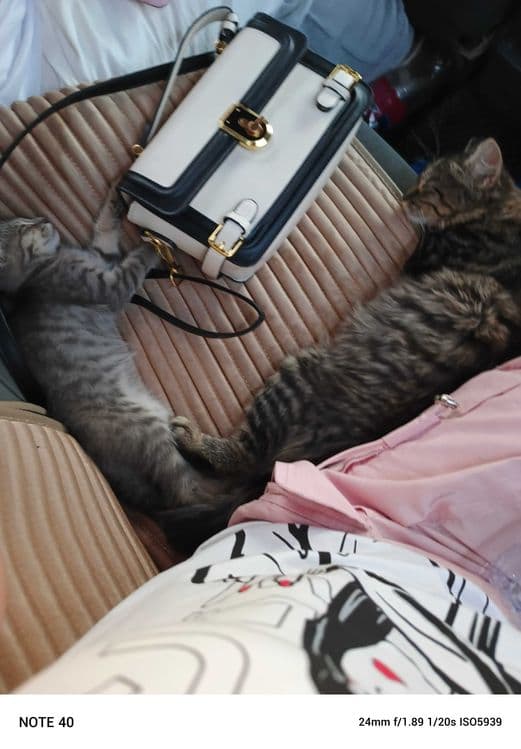 Котёнок Мейкуна 3 месяца мальчик и маленький котёнок девочка срочно — 6