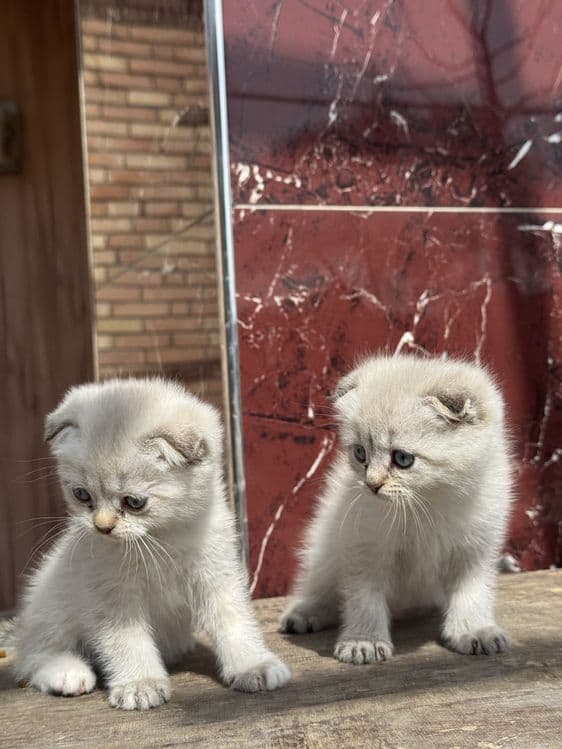 Котята серебистая шиншилла продоется — 2
