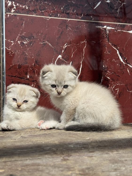 Котята серебистая шиншилла продоется — 3