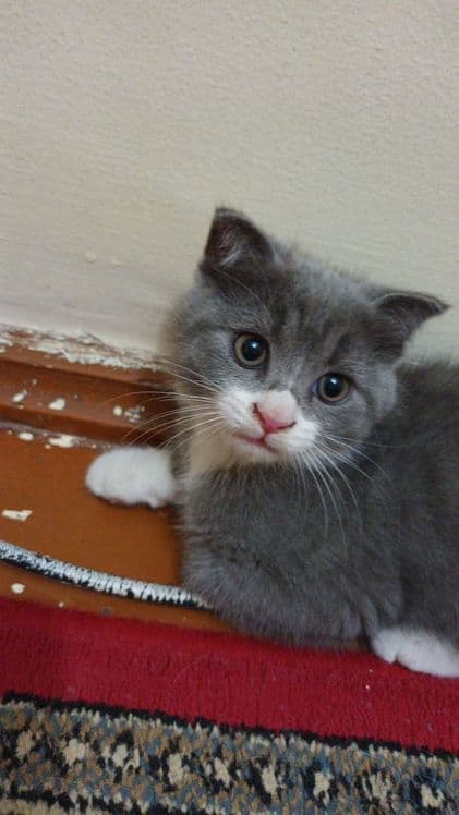 Породисти котёнок 2 месяцев скоттиш фолд чисто кровний — 1