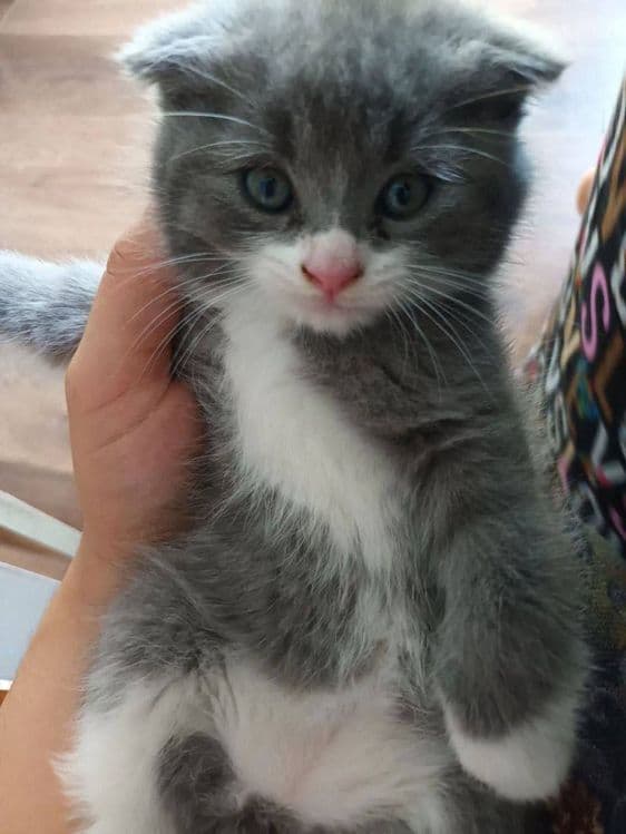 Породисти котёнок 2 месяцев скоттиш фолд чисто кровний — 2