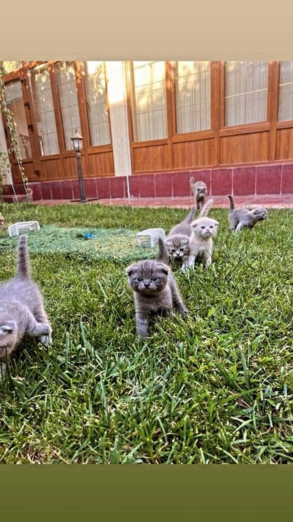 котёнки мрамор Shishila skotish fold скотиш британкаmushuklar — 1