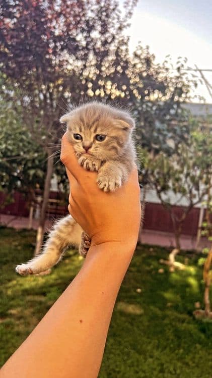 котёнки мрамор Shishila skotish fold скотиш британкаmushuklar — 4