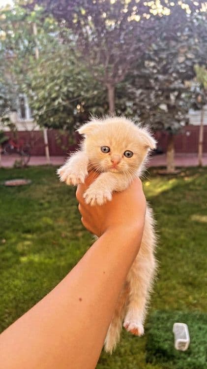 котёнки мрамор Shishila skotish fold скотиш британкаmushuklar — 5