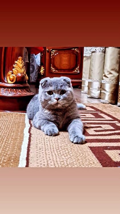 котёнки мрамор Shishila skotish fold скотиш британкаmushuklar — 6