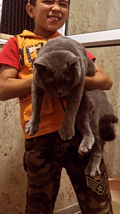 котёнки мрамор Shishila skotish fold скотиш британкаmushuklar — 7