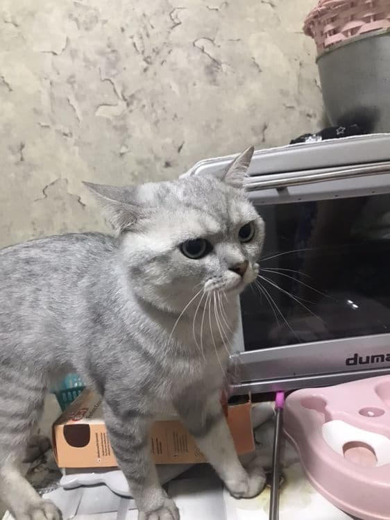 котёнки мрамор Shishila skotish fold скотиш британкаmushuklar — 8