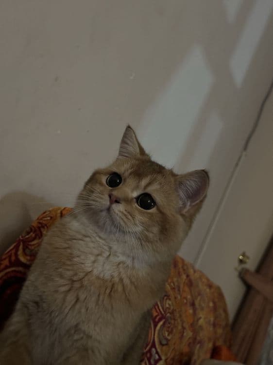 Viyazkaga go’zal mushuklarni taklif qilamiz ! — 3