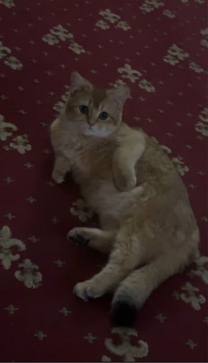 Viyazkaga go’zal mushuklarni taklif qilamiz ! — 4