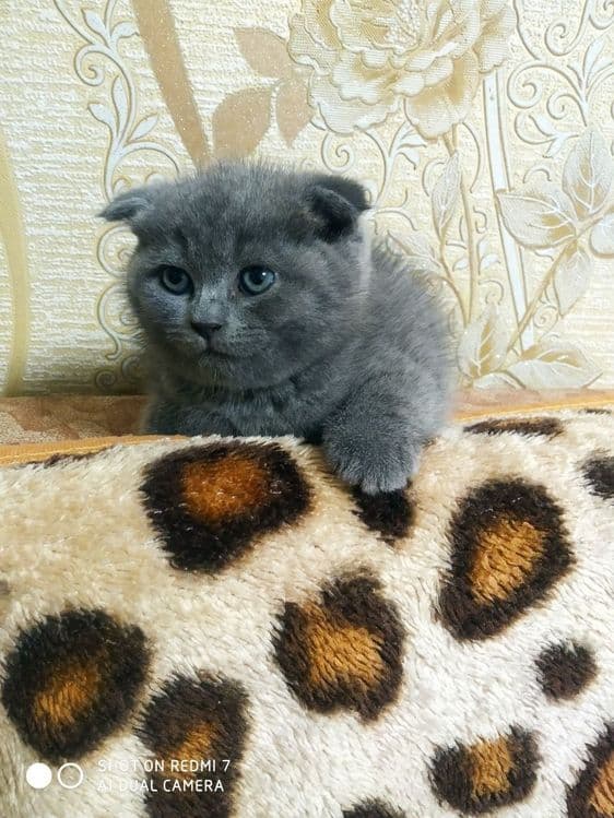 Породистые котята, британцы — 1