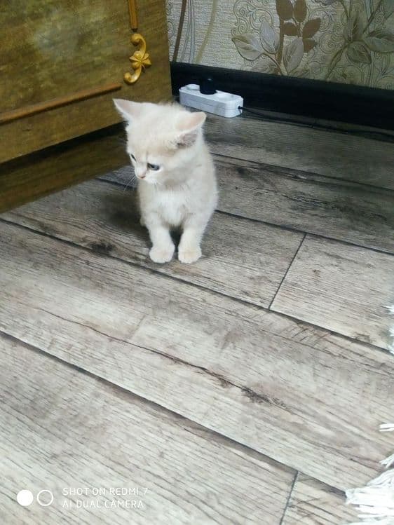 Породистые котята, британцы — 2