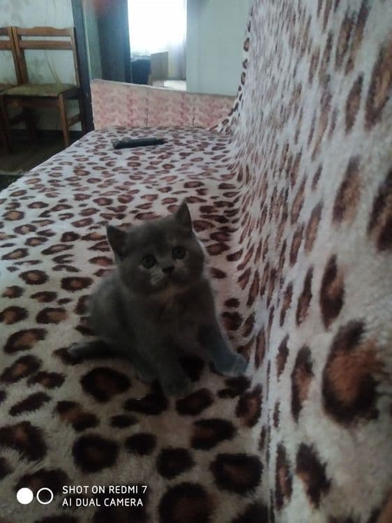 Породистые котята, британцы — 3
