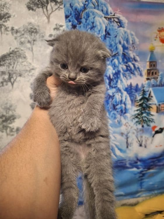 Скоттиш фолд британцы — 2