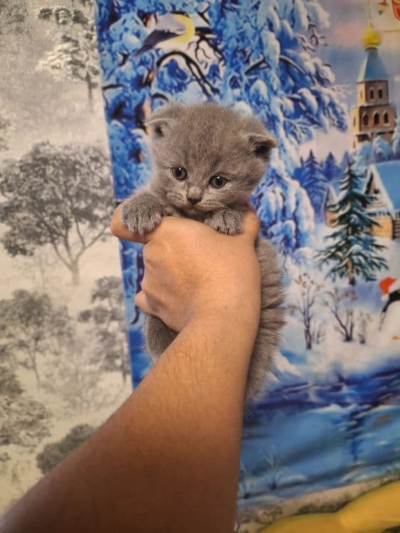 Скоттиш фолд британцы — 3