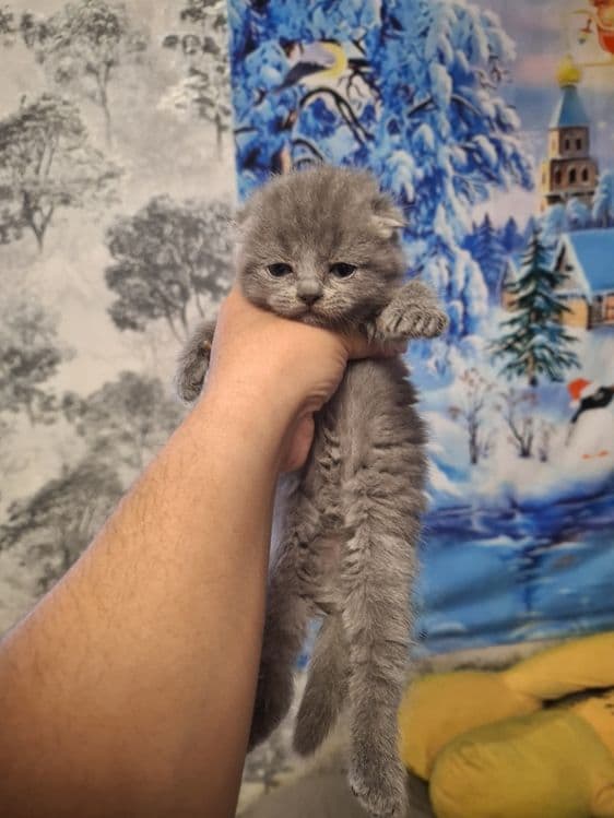 Скоттиш фолд британцы — 4